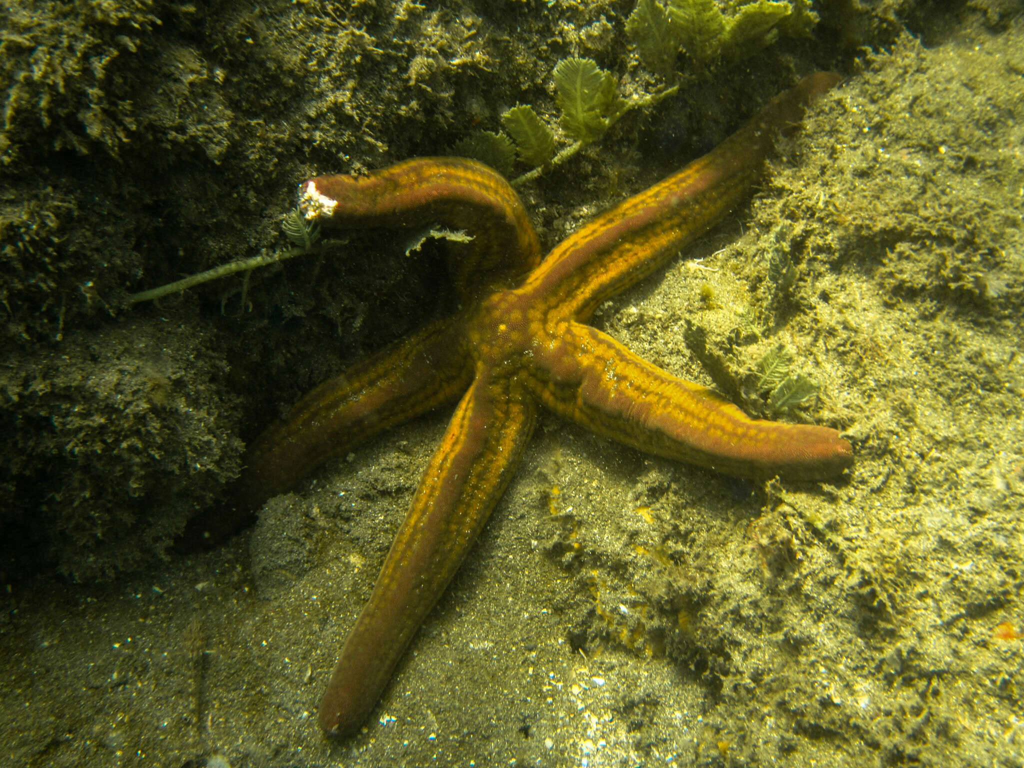 Image of Pharia pyramidata (Gray 1840)