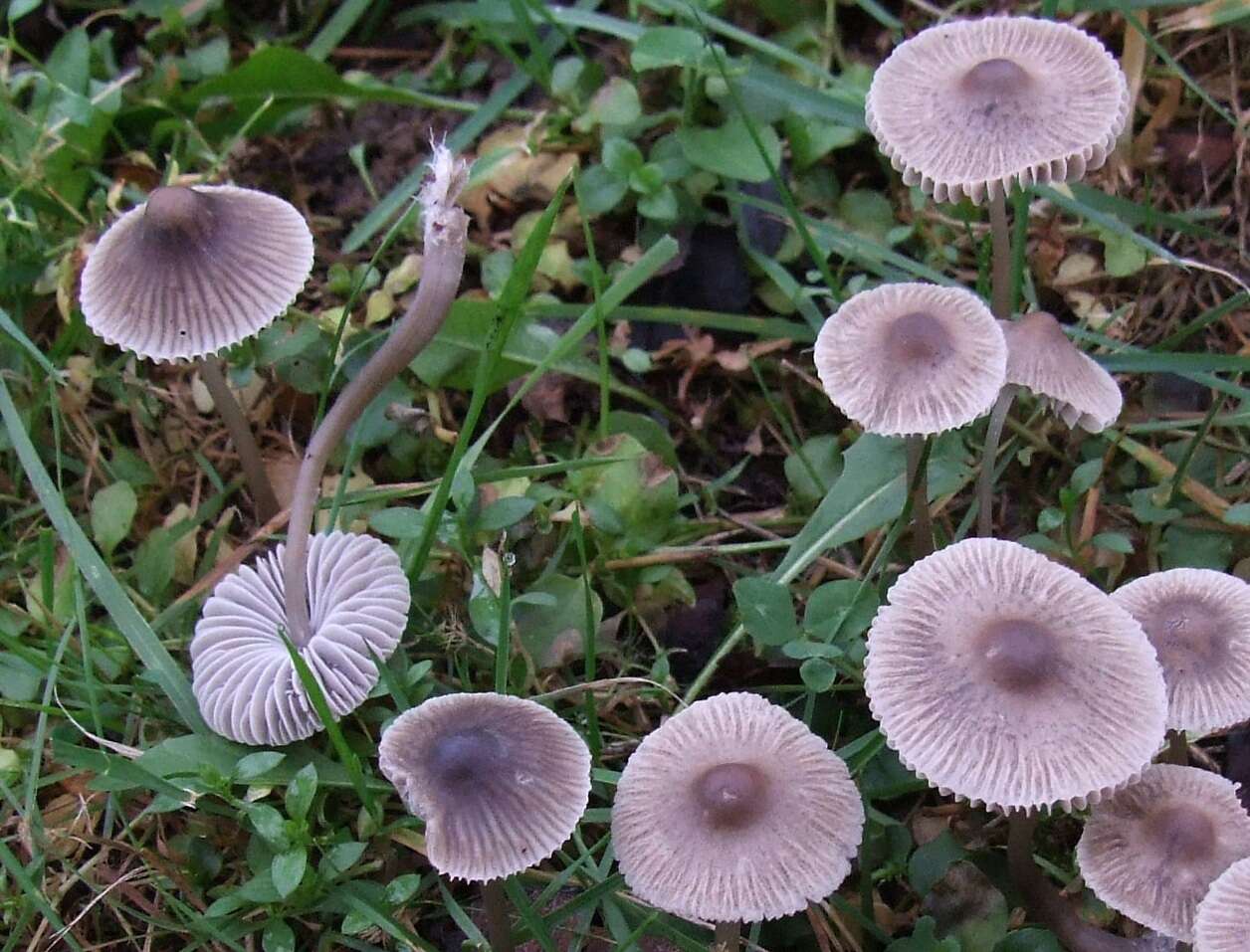 Image of Mycena polygramma (Bull.) Gray 1821