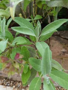 Imagem de Salvia officinalis L.