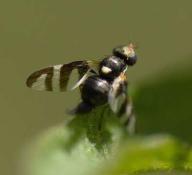 Image de Urophora quadrifasciata (Meigen 1826)