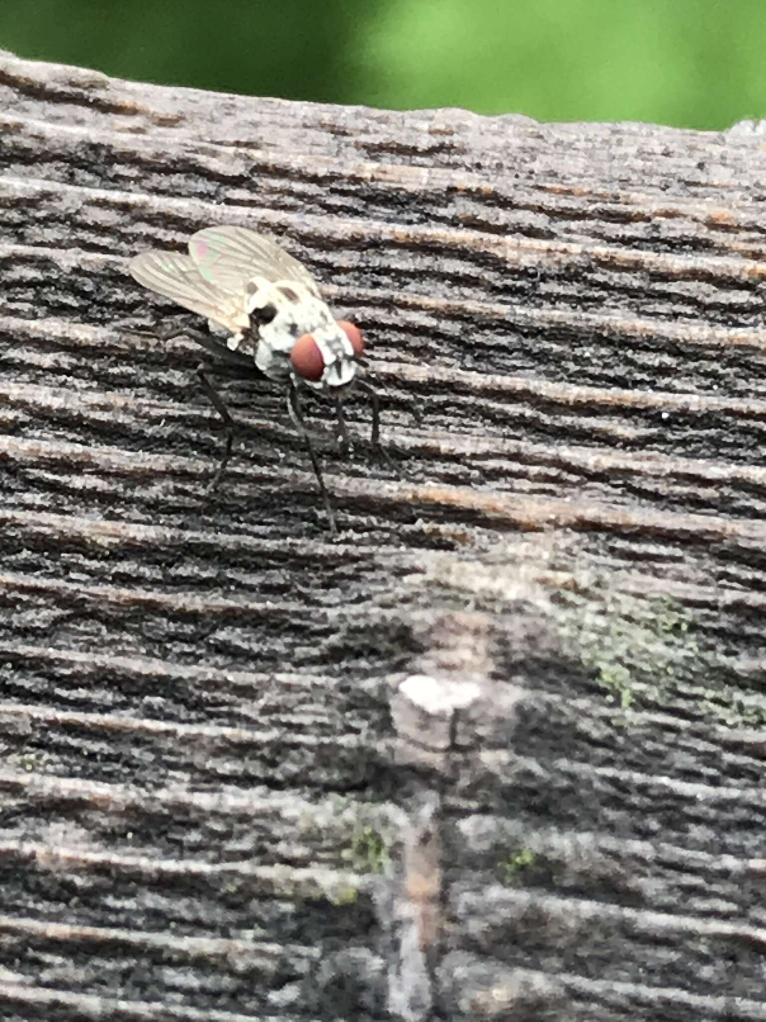 Image of Anthomyia pluvialis (Linnaeus 1758)