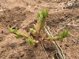 Image of silkcotton purslane