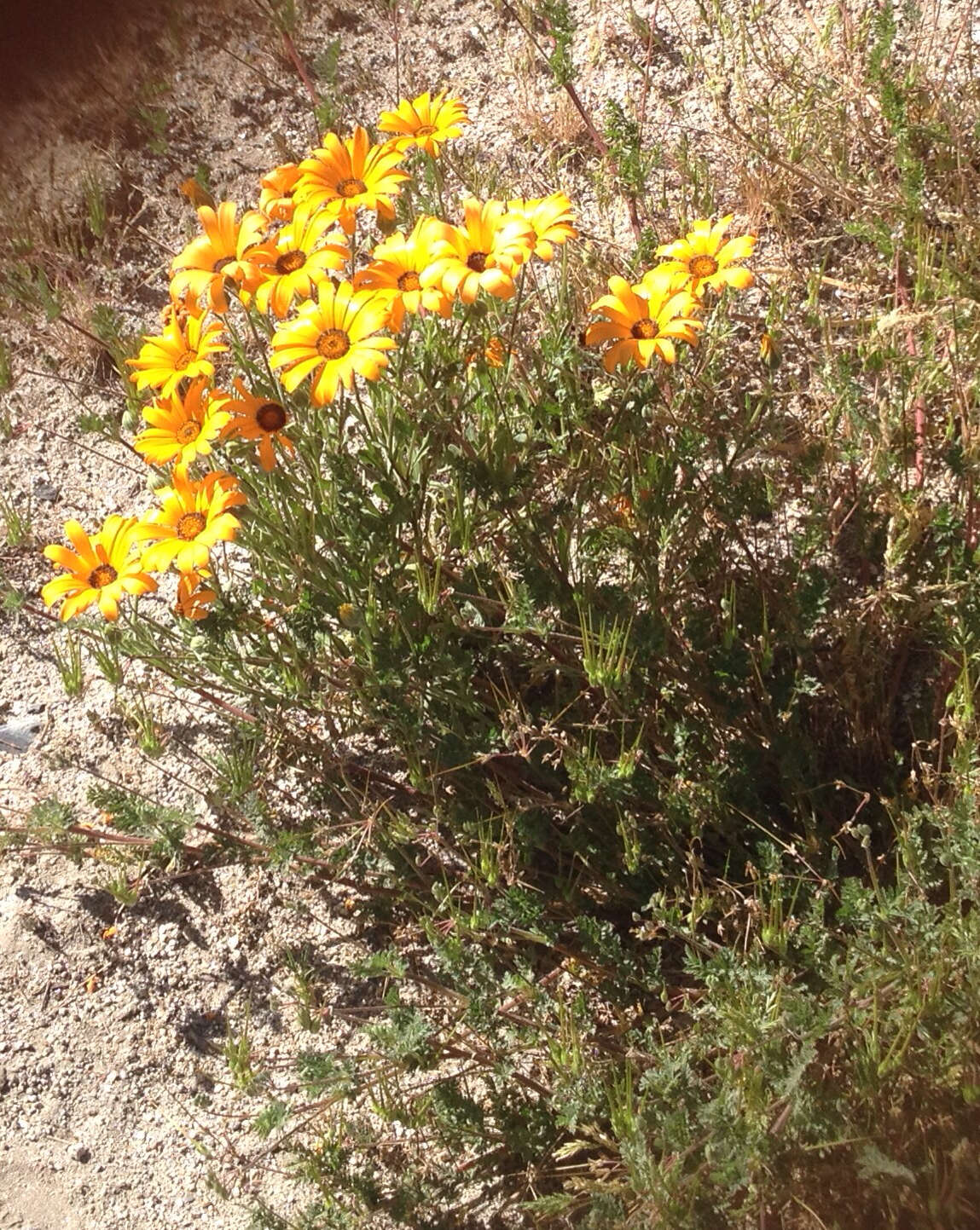 Image de Dimorphotheca sinuata DC.