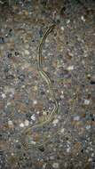 Image of Thamnophis proximus orarius Rossman 1963