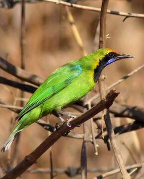 Image of Golden-fronted Leafbird