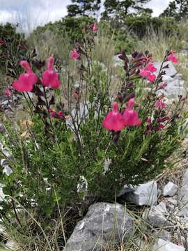 Image of autumn sage