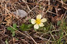 Image of American globeflower