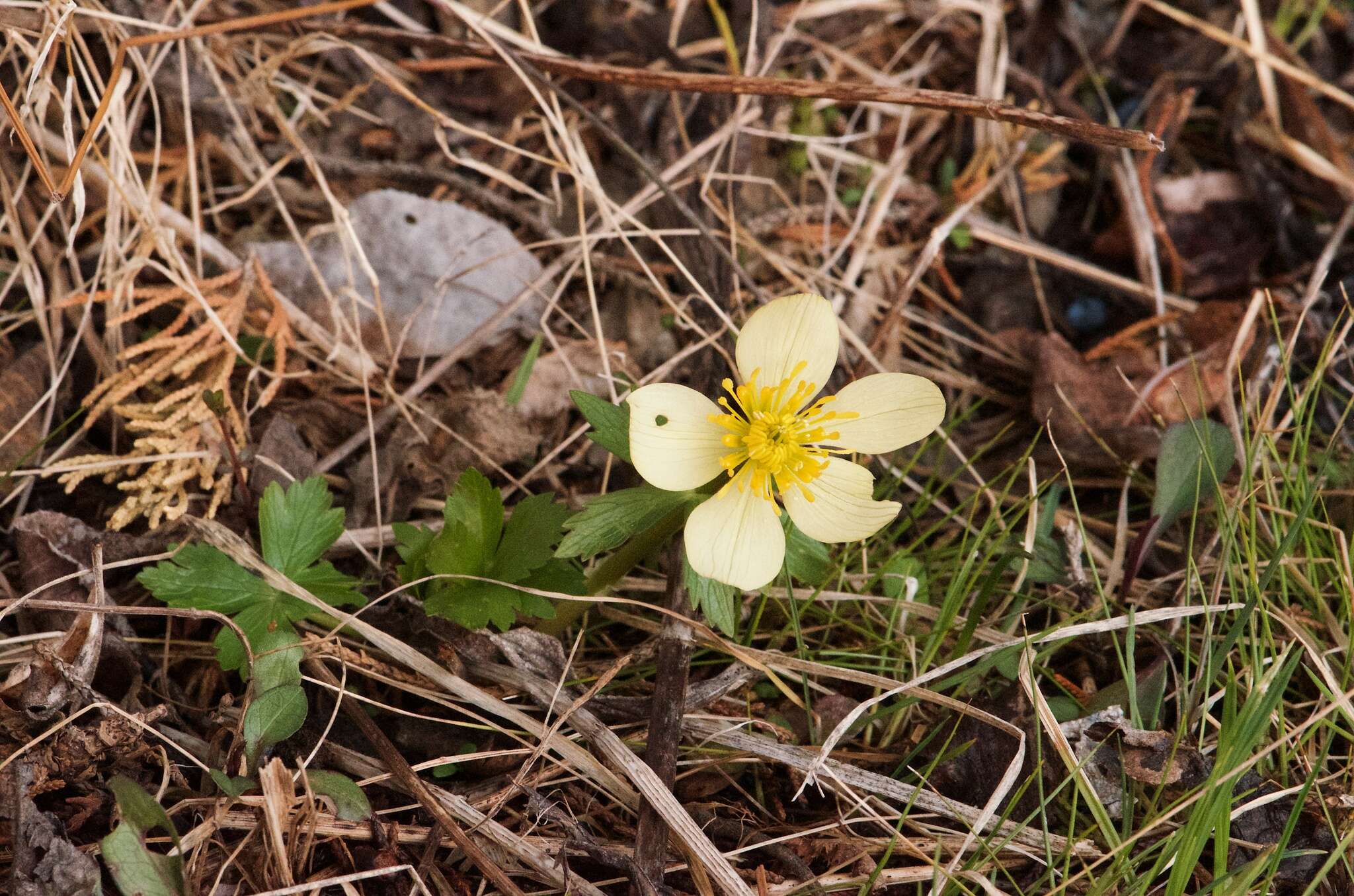 Image of American globeflower