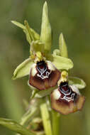 Image of ophrys