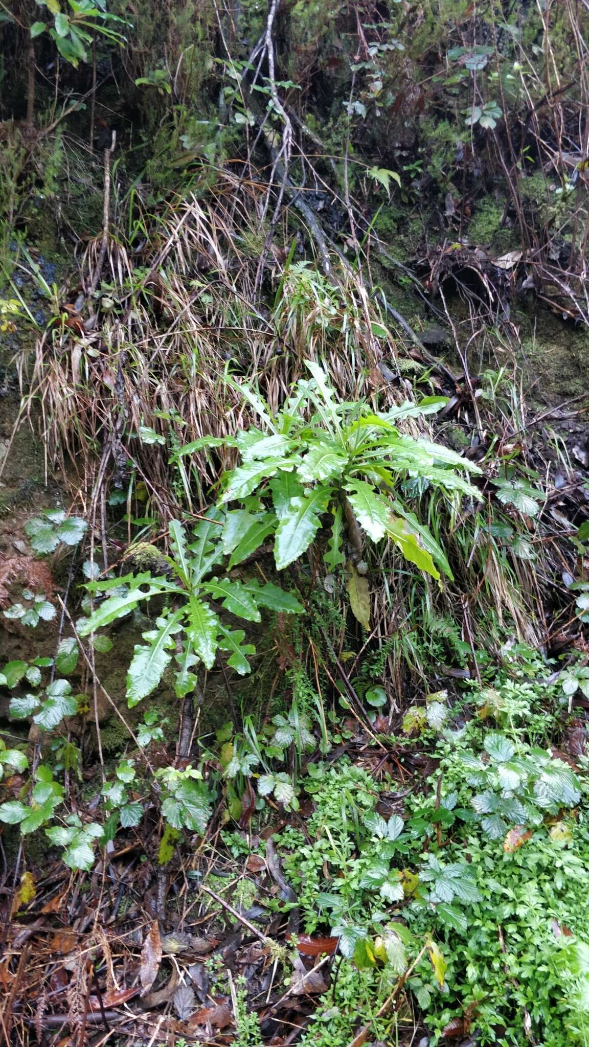 Image of Sonchus fruticosus L. fil.