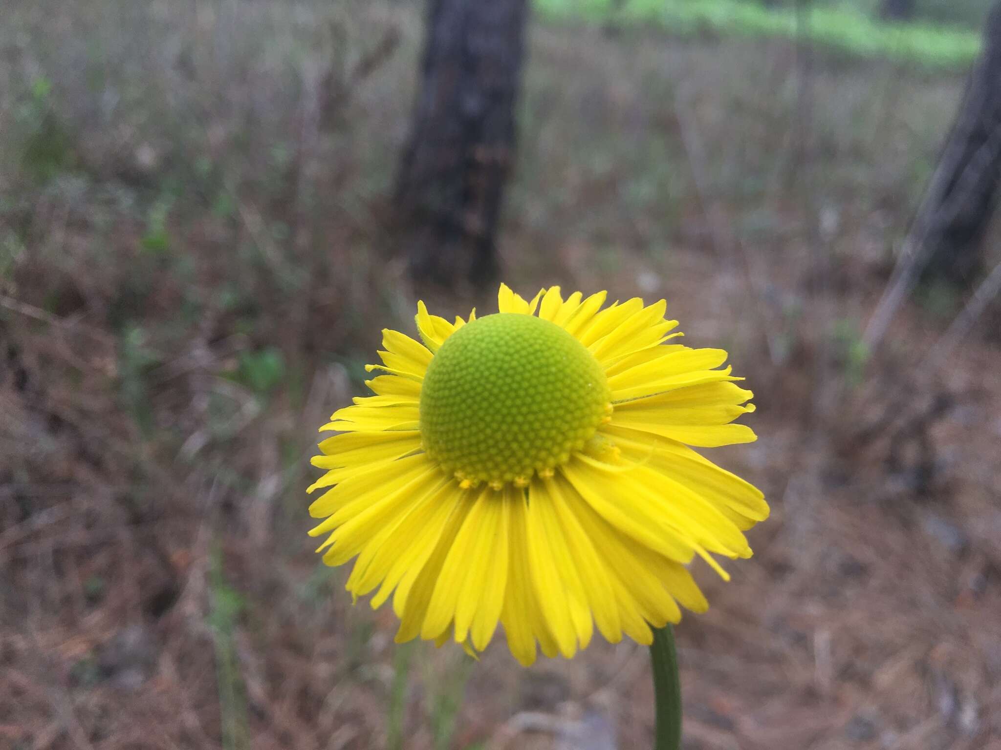 Imagem de Helenium drummondii H. Rock