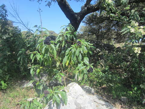 صورة Callicarpa acuminata Kunth