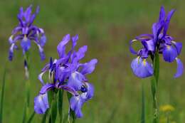 Image of Blue Iris