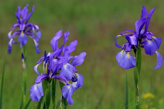 Image of Blue Iris