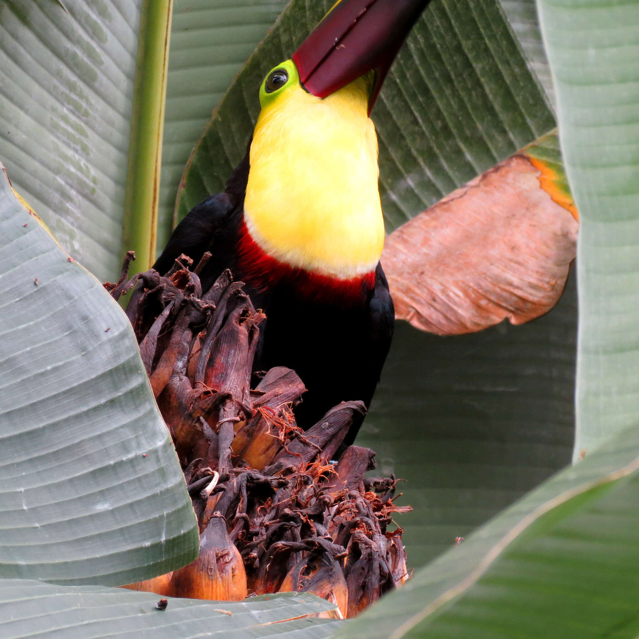 Plancia ëd Ramphastos ambiguus Swainson 1823