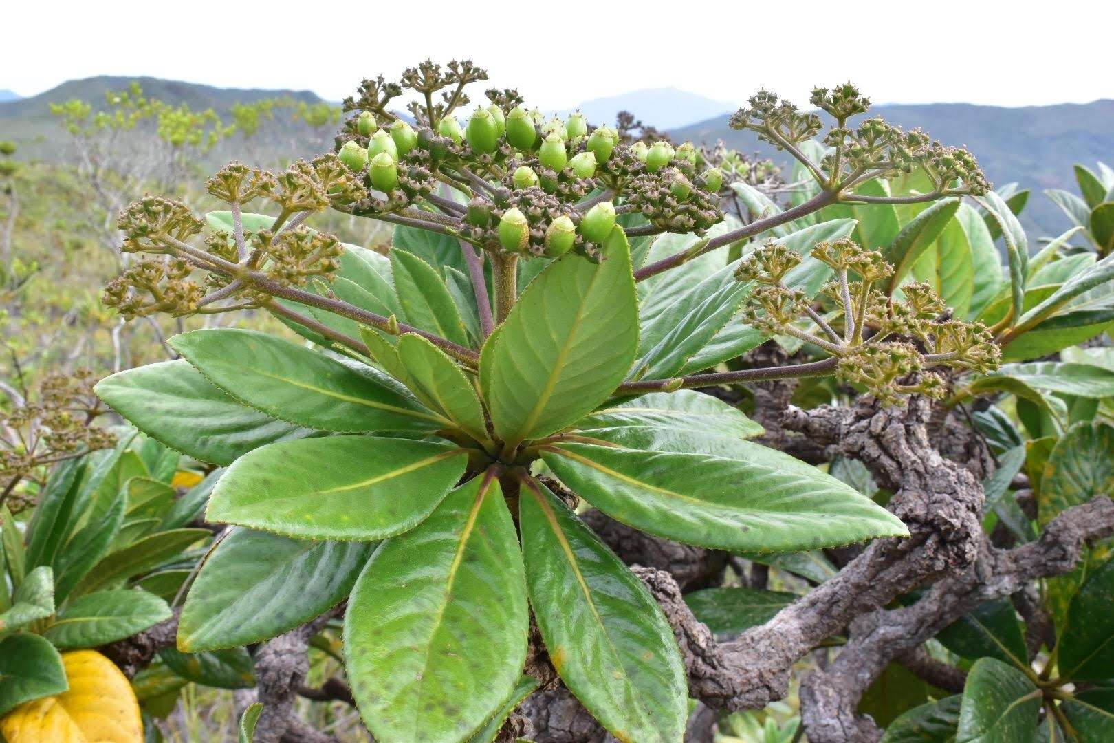 Image of Apiopetalum velutinum Baill.