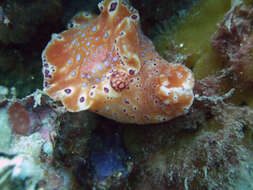 Imagem de Ceratosoma brevicaudatum Abraham 1876