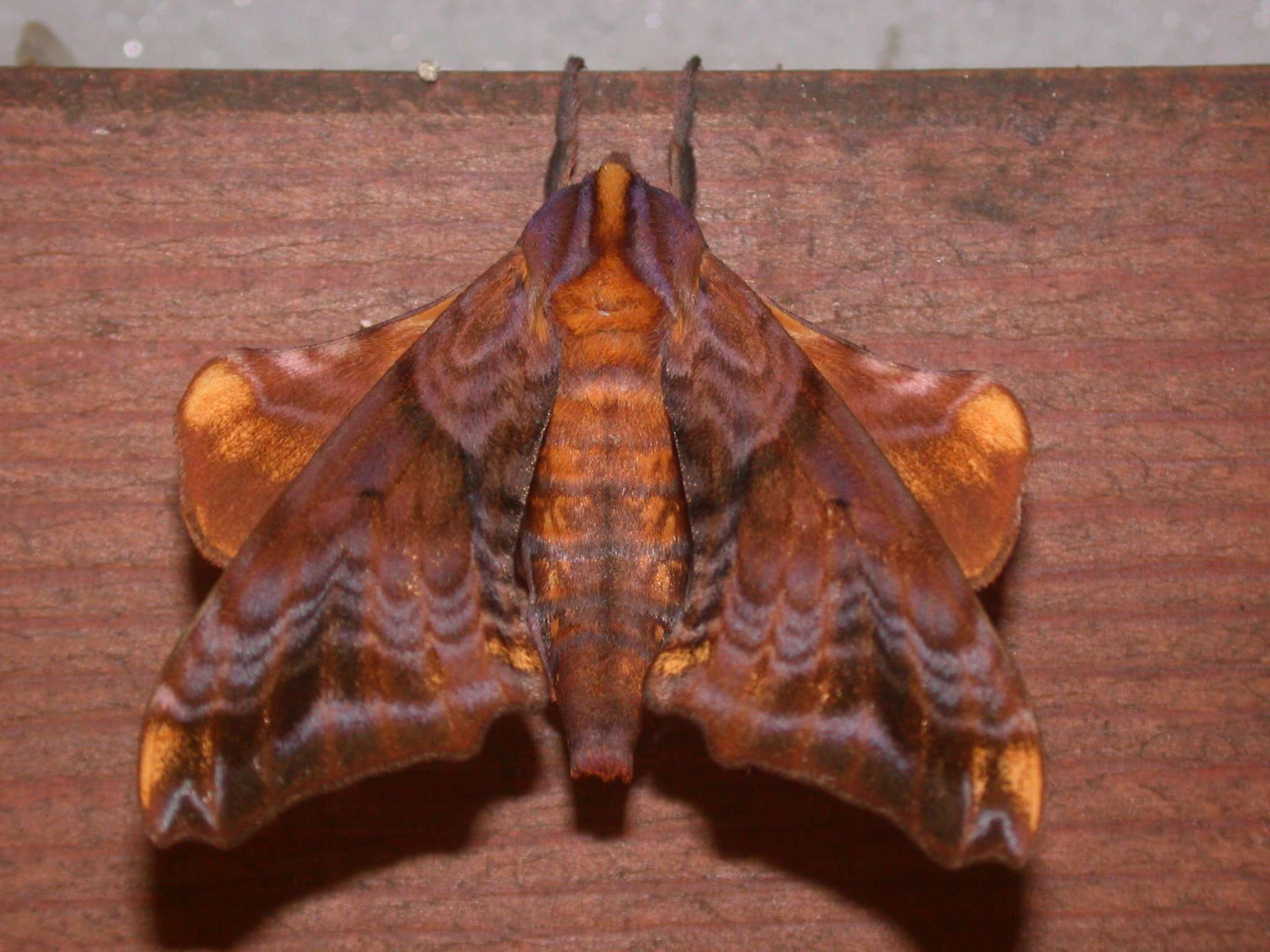 Image of Small-eyed Sphinx