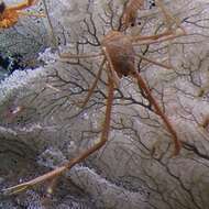 Image of Sternostylus iaspis (Baba & Haig 1990)