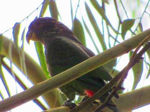 Image of Scaly-headed Parrot