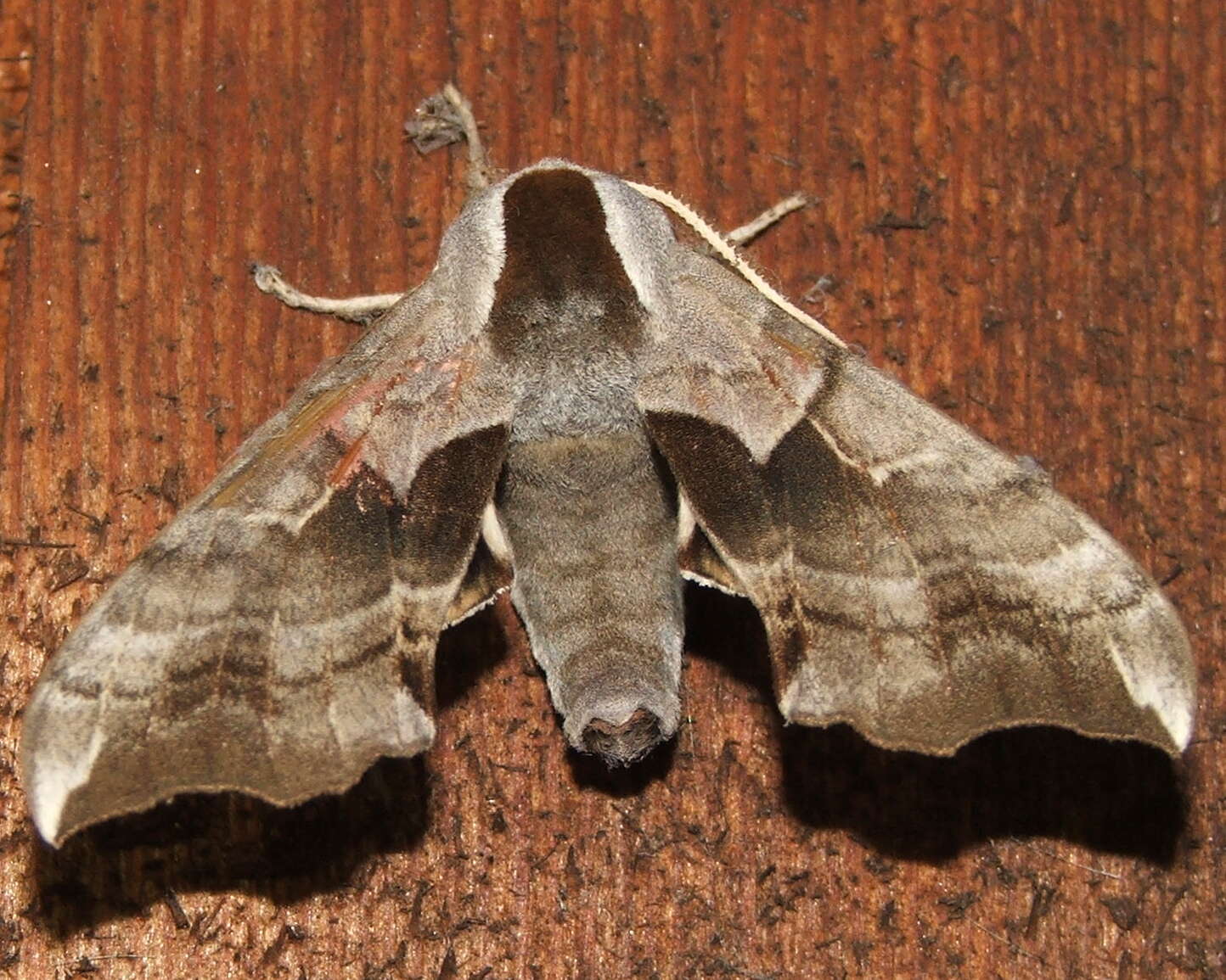 Image of One-eyed Sphinx, Eyed Hawk-moth