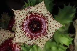 Image of Ceropegia plowesii (L. C. Leach) Bruyns