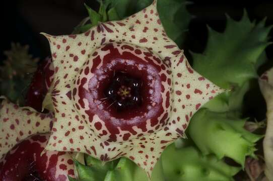 Image de Ceropegia plowesii (L. C. Leach) Bruyns