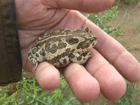 Image of Strauchbufo Fei, Ye & Jiang 2012