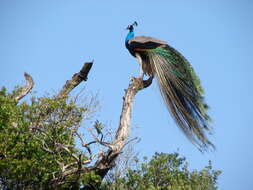 Image of Asiatic peafowl