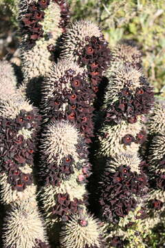 Image of Ceropegia pilifera subsp. pilifera