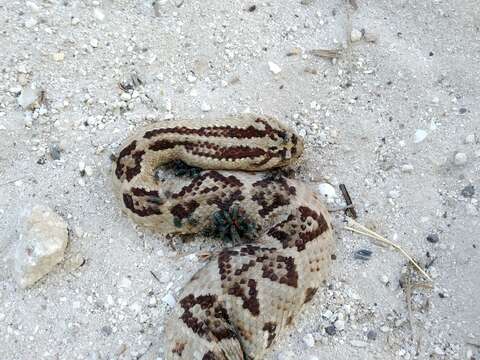 Image of Yucatan Neotropical Rattlesnake