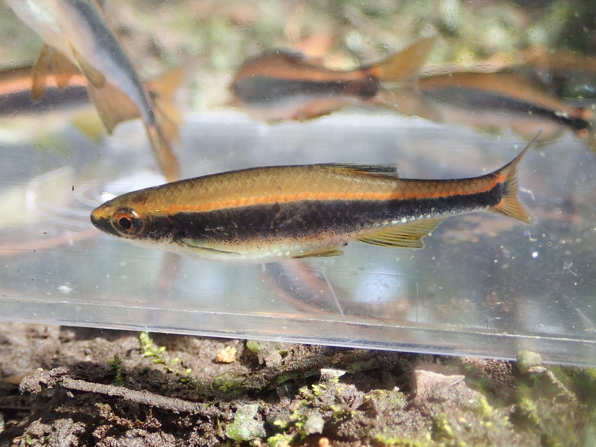 Image of Apalachee shiner