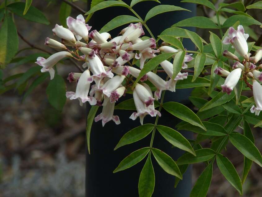 Image of Inland Wonga Vine