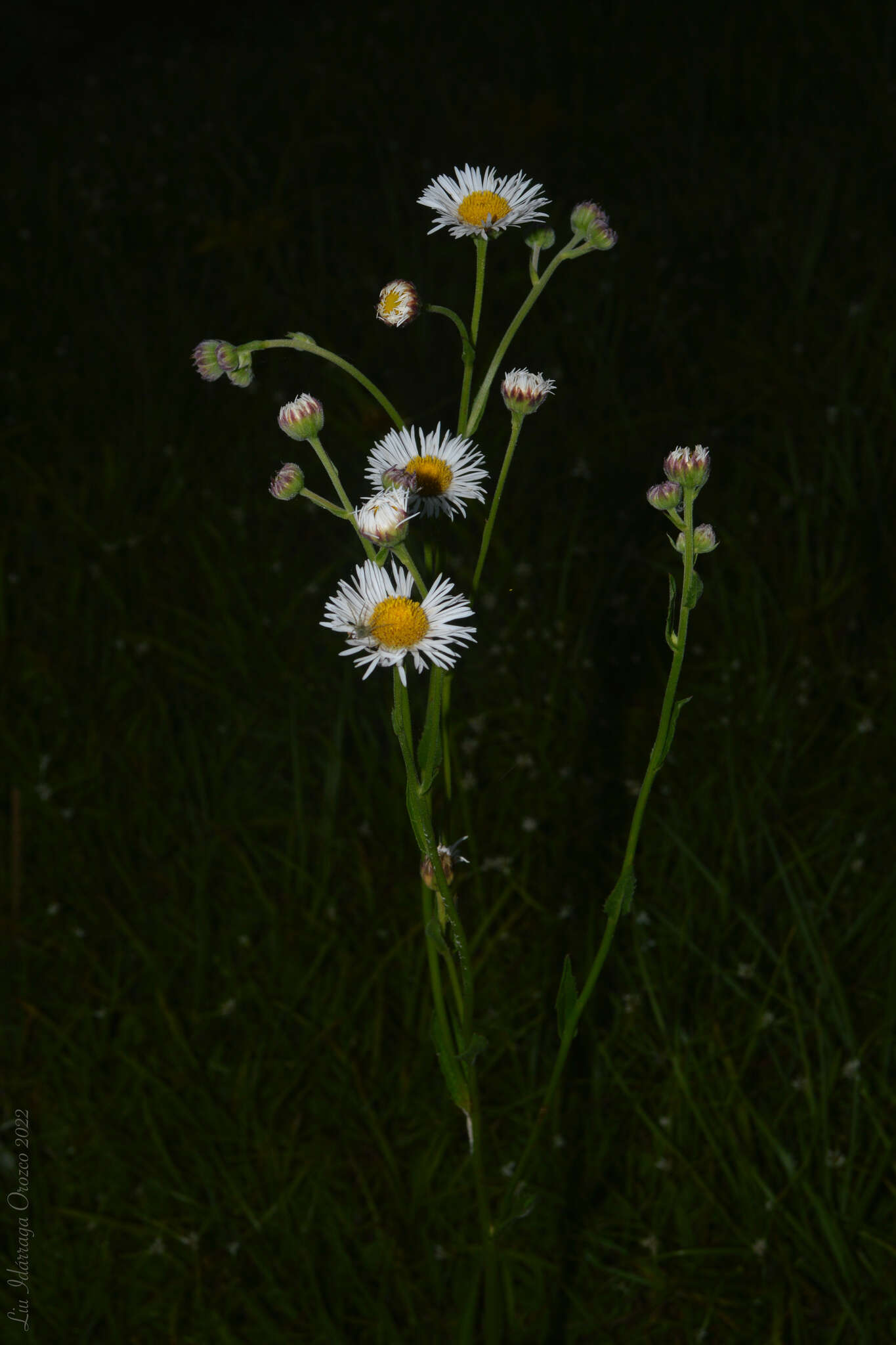 Plancia ëd Leptostelma maxima D. Don