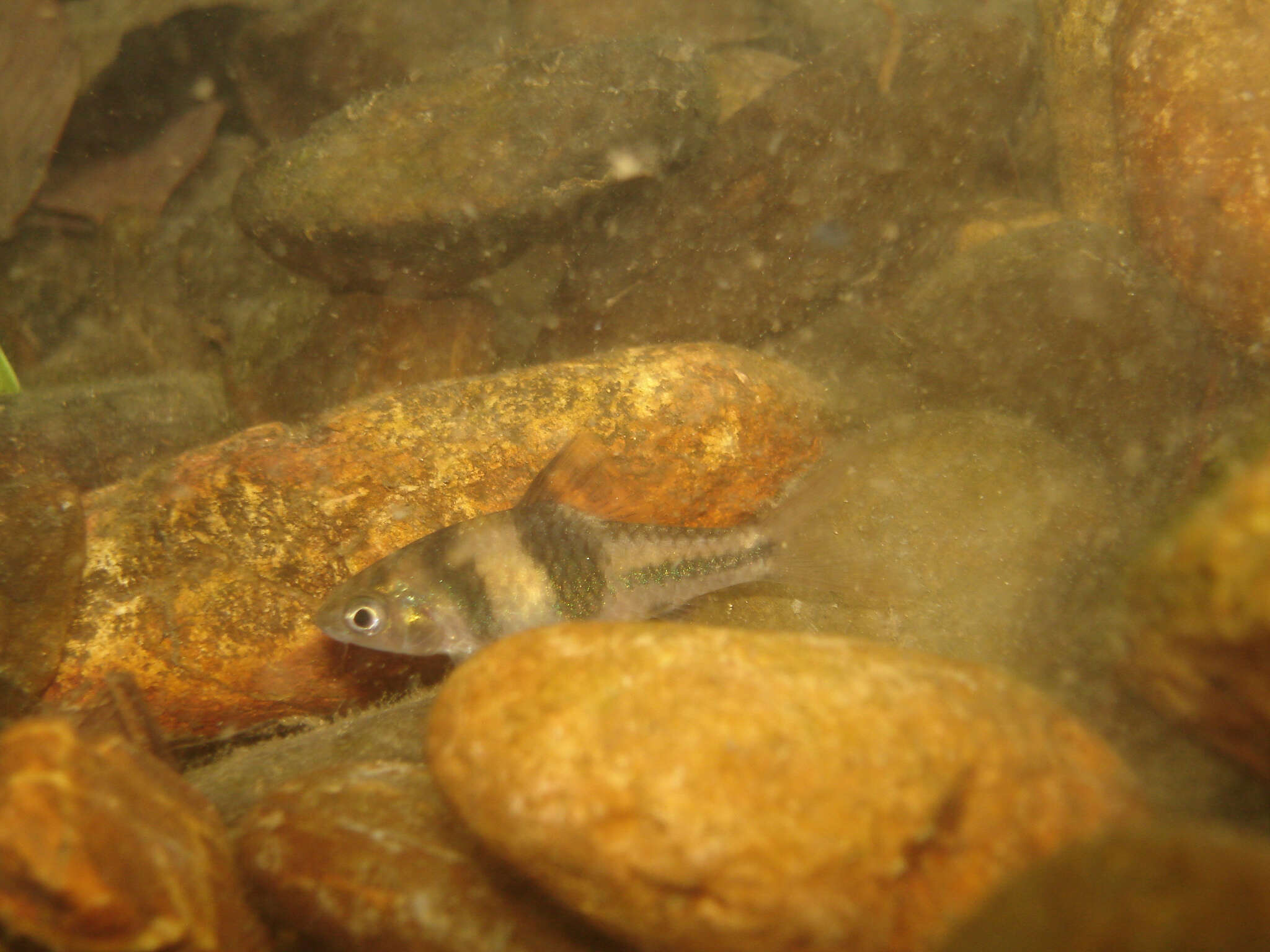 Image of Spanner barb