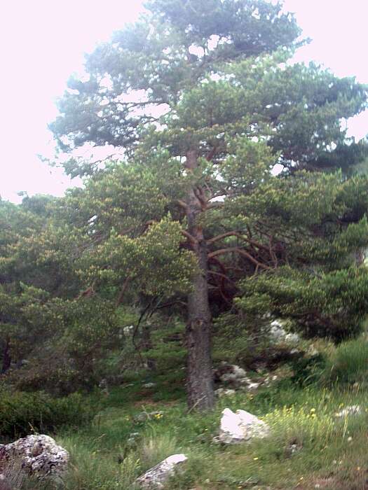 Image of Scotch Pine