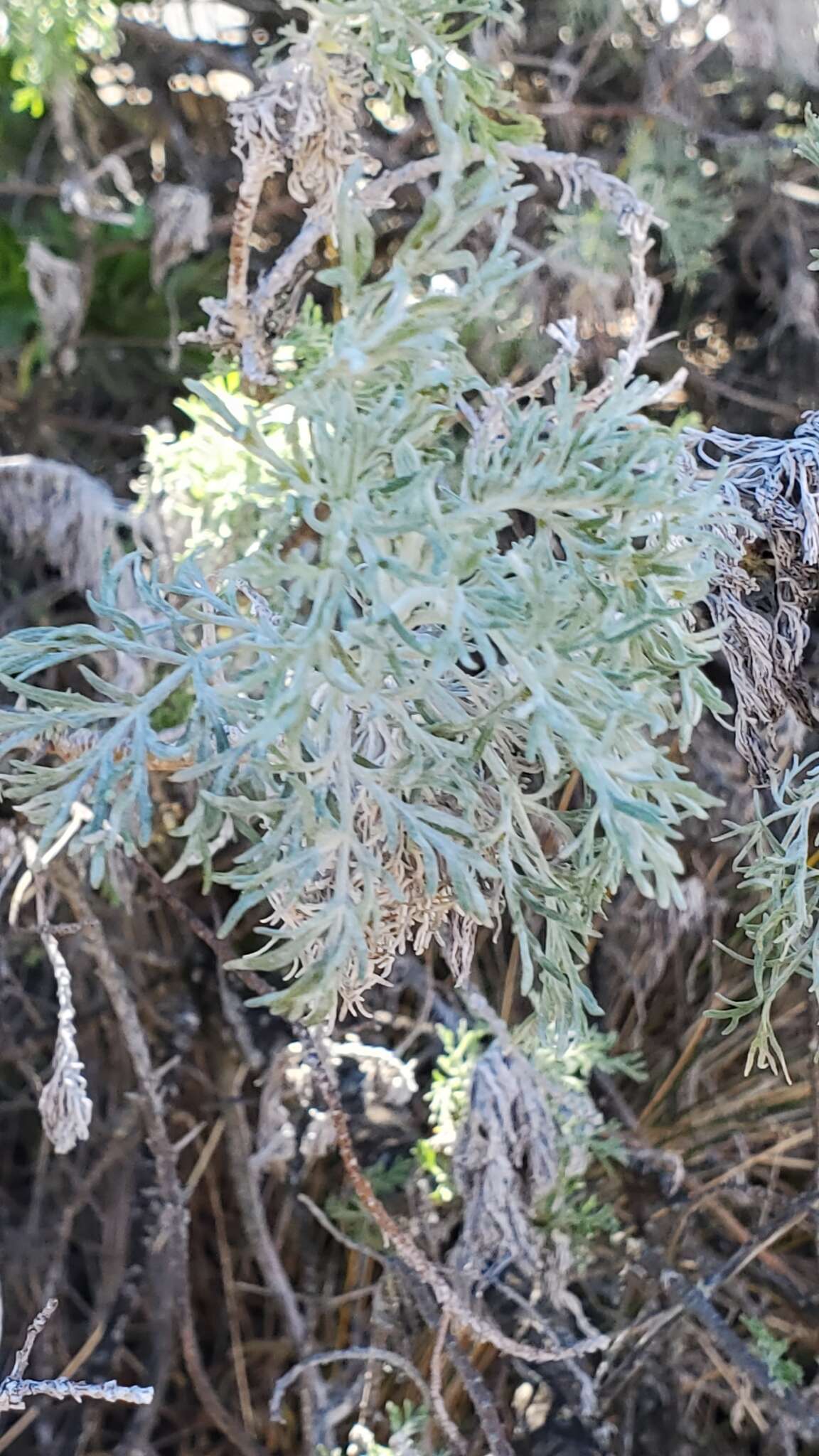 Imagem de Artemisia mauiensis (A. Gray) Skottsberg