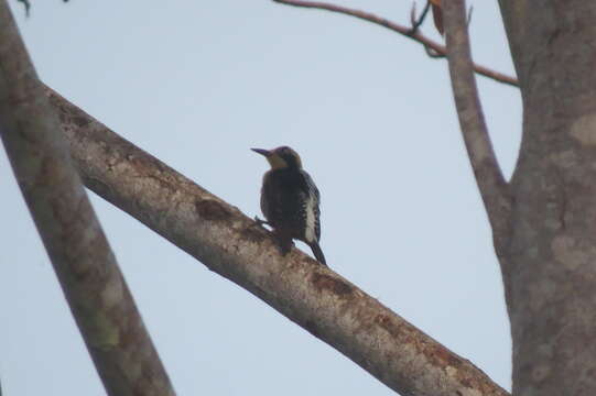 Image of Golden-naped Woodpecker