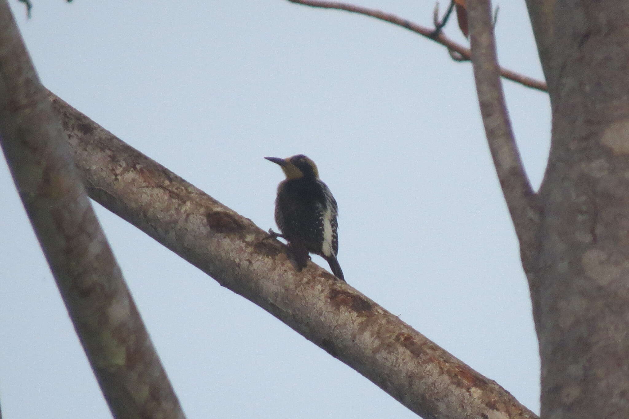 Слика од Melanerpes chrysauchen Salvin 1870