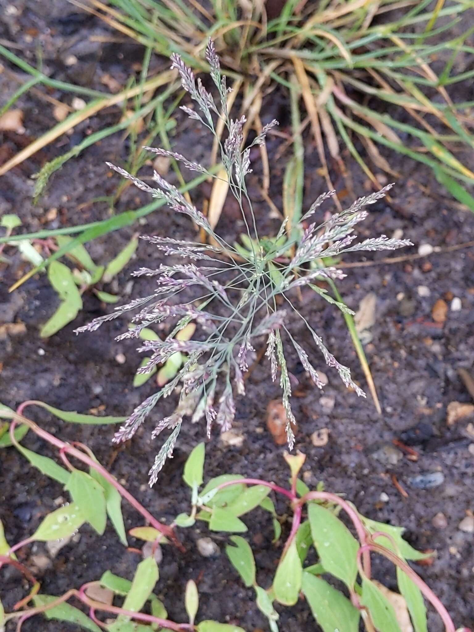 Plancia ëd Puccinellia nuttalliana (Schult.) Hitchc.