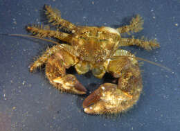 Image of thickclaw porcelain crab