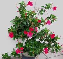 Plancia ëd Mandevilla sanderi (Hemsl.) R. E. Woodson