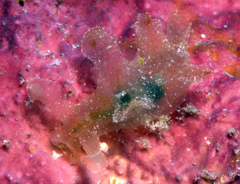 Image of Iridescent nudibranch