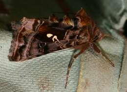 Imagem de Autographa pulchrina Haworth 1802