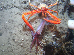 Image of painted yeti squat lobster