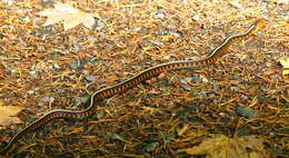 Image of Common Garter Snake