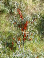 Imagem de Hippophae rhamnoides L.