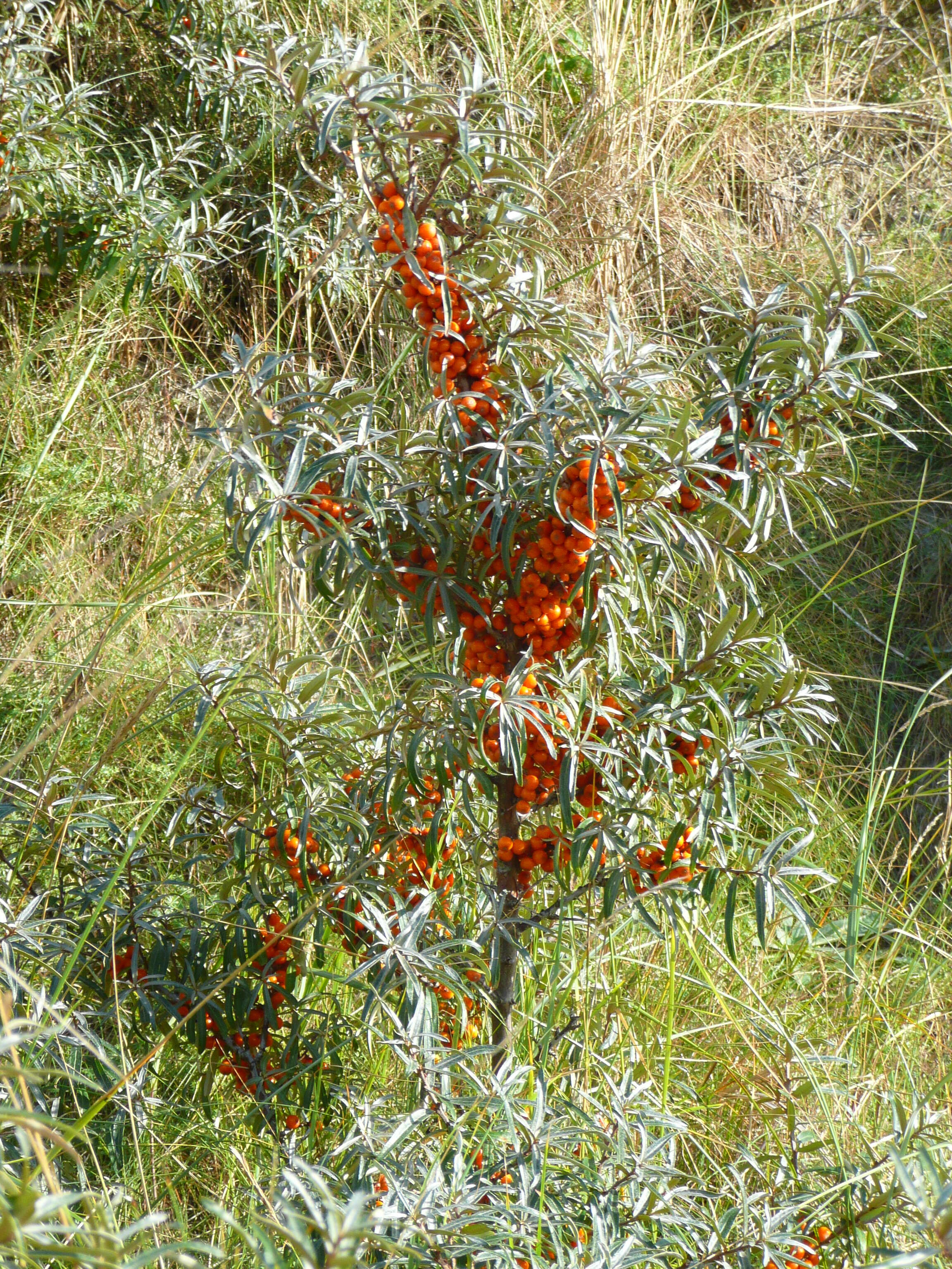 Image of Sea-buckthorn