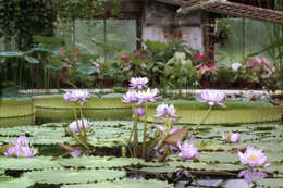 Image of Australian water-lily