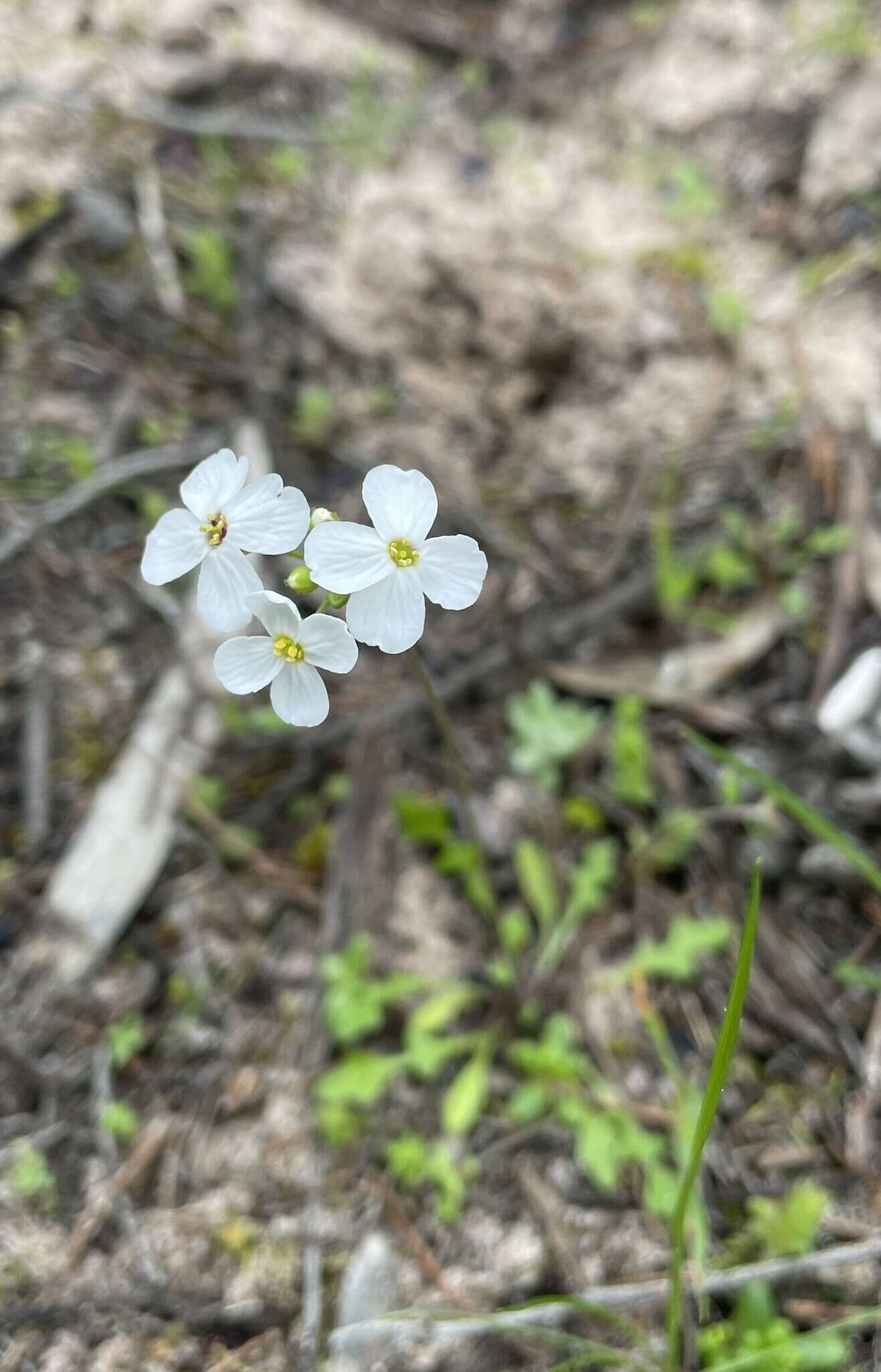 Image of Harmsiodoxa blennodioides (F. Muell.) O. E. Schulz